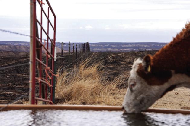 The wildfires have damaged and disrupted cattle operations in the Panhandle, but AgriLife Extension experts say cattle and infrastructure losses will impact individual producers and not ripple into the Texas or U.S. cattle and beef market. Texas A&amp;amp;M AgriLife photo by Sam Craft
