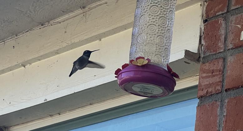 This Humming Fird feeder put up by J. R. George's son on Sunday afternoon, and by Monday morning, it already had a visitor! Courtesy of Dee George