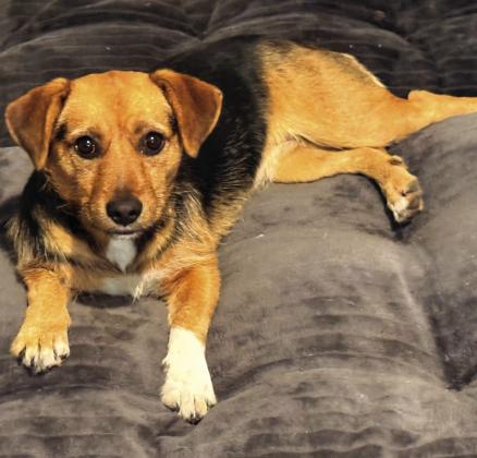 Amber - Pet of the Week