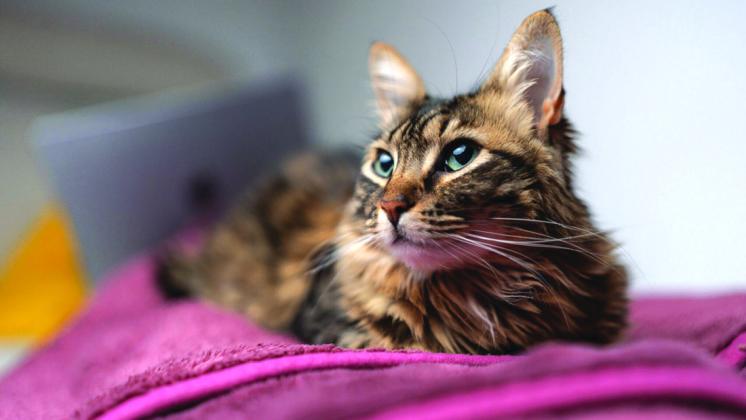 Dementia in aging pets: How to recognize and support dogs and cats with cognitive decline