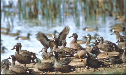 Teal Season kicked off in Texas Sept. 9