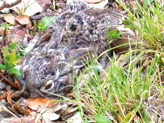 A baby cottontail trying to hide in the grass and leaves.