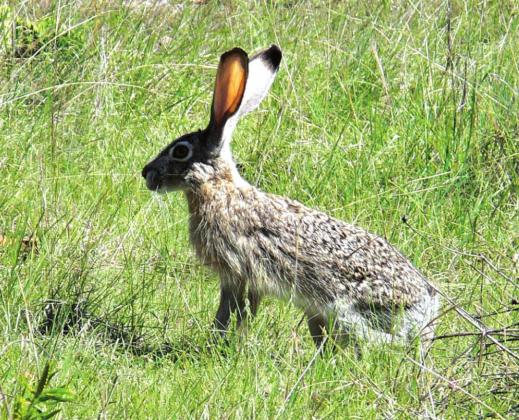 A Jackrabbit in its usual pose, ready to bound off at the first sign of danger.