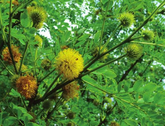 Caption: “A Goldenball Leadtree after a shower in May.”