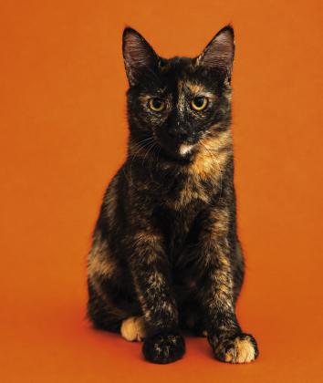 Pet of the Week