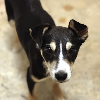 Pet of the Week