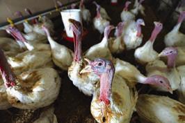 The price of wholesale turkeys has increased due to a number of factors. - Laura McKenzie/ Texas A&amp;amp;M AgriLife Communications