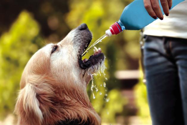 Seven Summer Safety Solutions to protect from the Texas heat