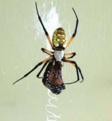 “A Garden spider (Argiope) appears to be securing a Queen butterfly that got caught in her web.”