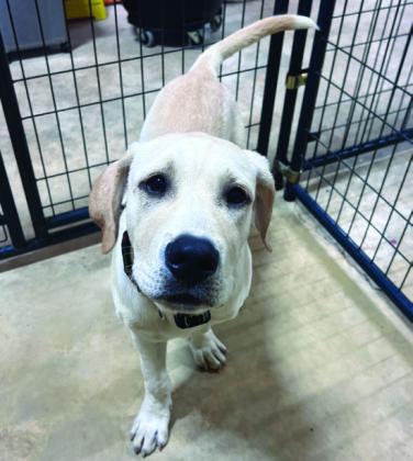 Meet Little Girl, our Pet of the Week!