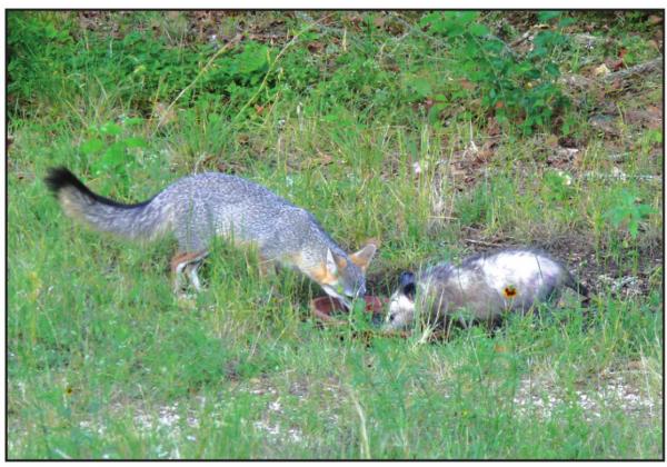 “An unusual sight of both a Gray Fox and an Opossum drinking together from water in a dish. Perhaps they preferred to get along than to fight over it.”