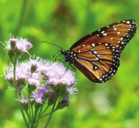 A Queen butterfly on a Gregg’s mistflower.