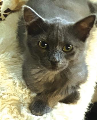 Pet of the Week