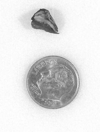 "This tiny seed--smaller than a dime--contains all the material to sprout and all the DNA information to grow a huge Bald cypress tree.”