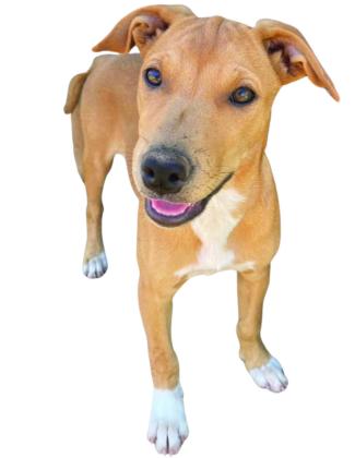 Pet of the Week