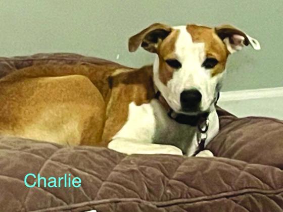 Meet Charlie! He is this month's featured foster pup. Charlie, a 10-month-old Catahoula mix, is available for adoption through San Saba County Friends of Animals.