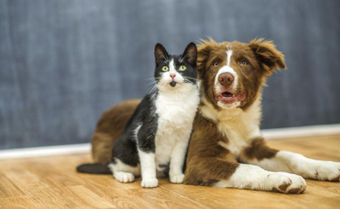 San Saba County Friends of Animals to discontinue operations