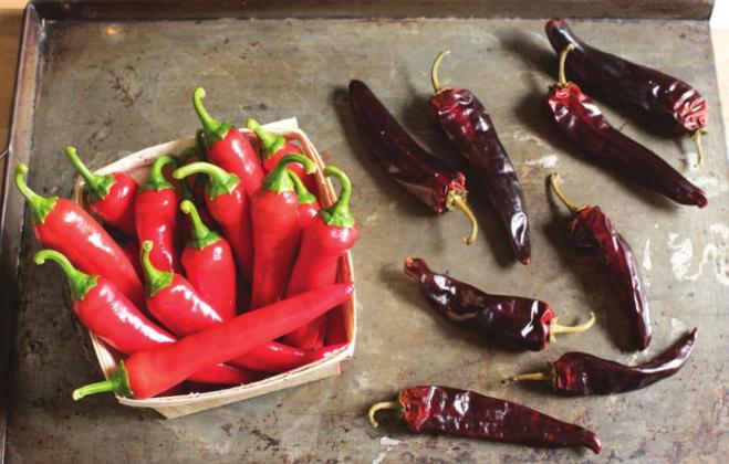 Red Ember F1 cayenne pepper is an All-America Selections (AAS) winner. Judges described this early maturing pepper as spicy, but tastier than traditional cayenne pepper varieties. (Photo credit: All-America Selections)