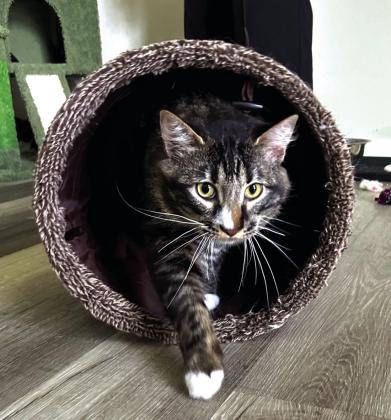 Pet of the Week - Manny