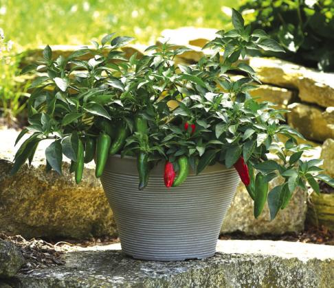 Pot-a-peno is a compact, high-yielding jalapeño pepper variety bred for growing in containers and hanging baskets. Courtesy of All-America Selections