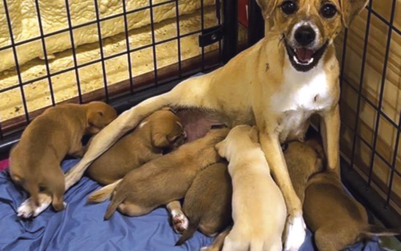 San Saba County Friends of Animals facing overload before shelter opens