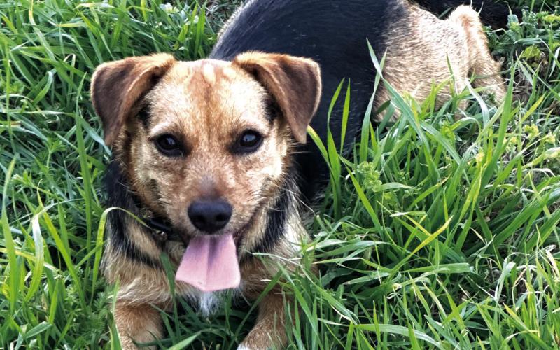 Pet of the Week