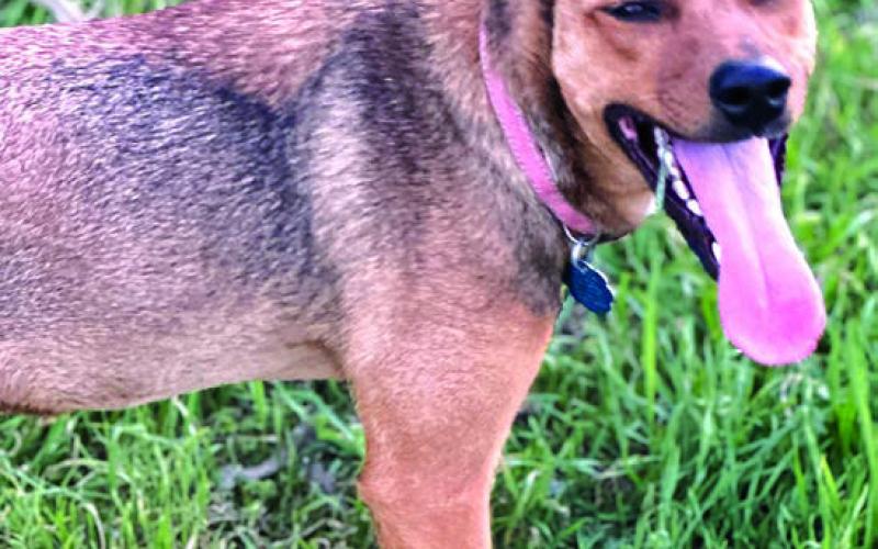 Pet of the Week is Rachel, a little shy at first, but she is a sweet dog who loves gentle attention. Rachel would make a wonderful companion for someone and she is the perfect size for most homes. For more information about adopting Rachel, visit SanSabaAnimals.com or call (325) 372-PETS.