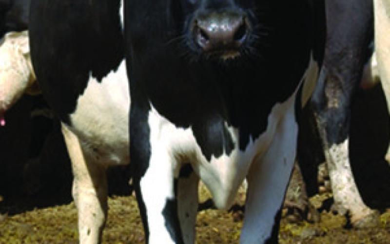 Jordan Cattle Auction