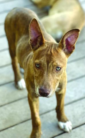 Help our Rescue Dogs find a forever home. This is 6-month old Hank.
