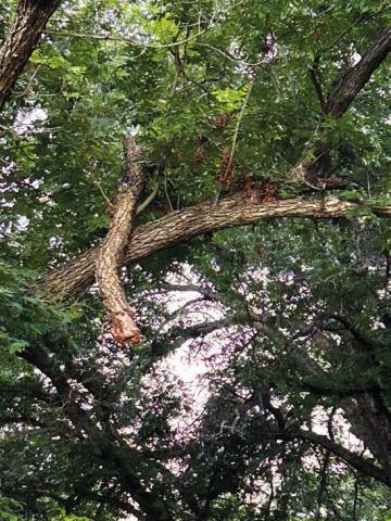 “We inherited a few extra trees; they just didn’t come with roots.“ Courtesy of The Great San Saba River Pecan Company