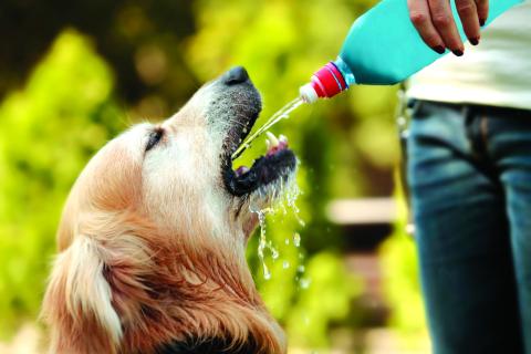 Hot weather tips to keep your dogs and cats safe this summer!