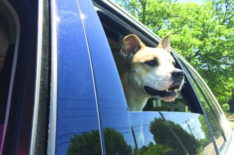 Six tips to keep pets safe during storm season