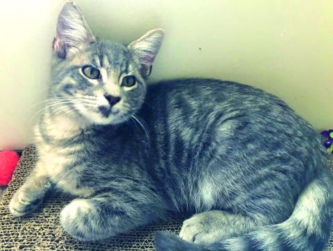 Pet of the Week