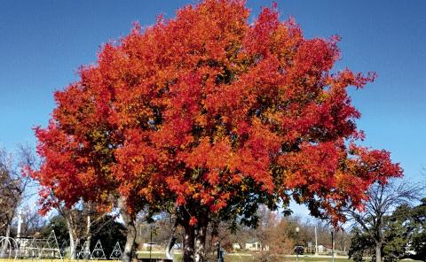 These beautiful colors of fall were on display at Mill Pond Park last week. Courtesy of Yvonne Contreras