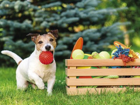 Pet Talk