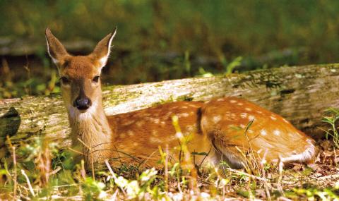 Leaving wildlife alone is best practice