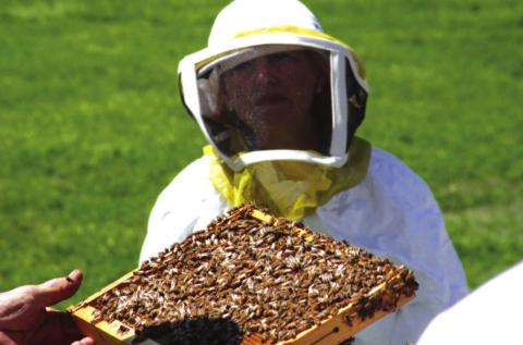 Property taxes can be lowered by keeping bees