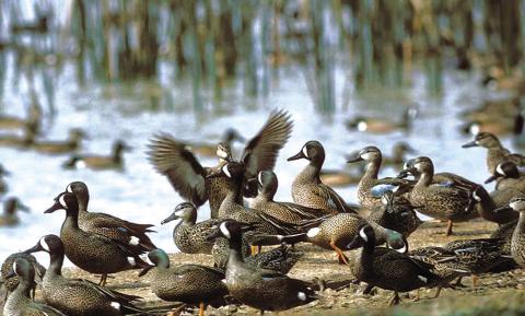 Courtesy Texas Parks and Wildlife Department