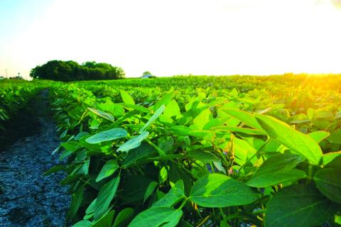 Committee leaders release farm bill frameworks - Texas Farm Bureau