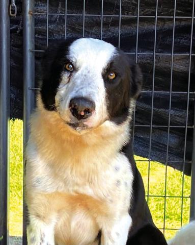 Pet of the Week