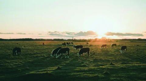 The new program aims to support those starting or growing a business in ranching, beef production or related area supporting the beef value chain. Photo by Febiyan on Unsplash