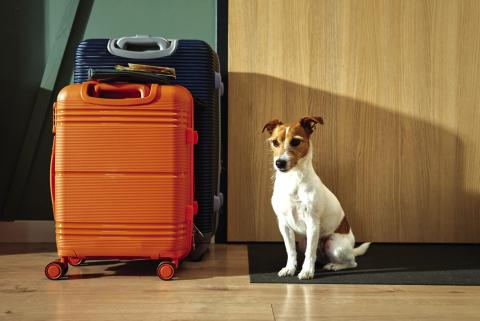 Planning ahead: Reducing stress when boarding your pet