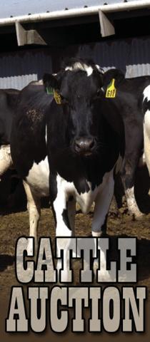 Jordan Cattle Auction