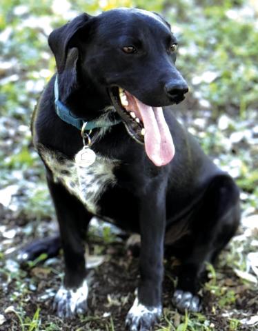 Pet of the Week