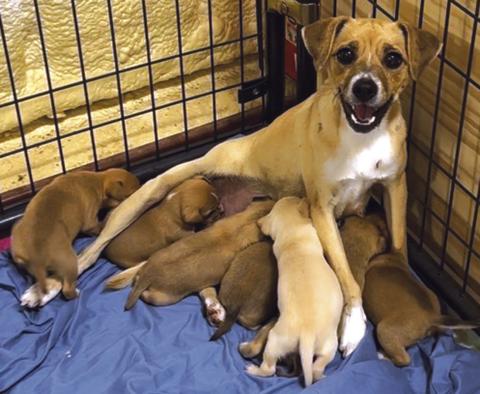 San Saba County Friends of Animals facing overload before shelter opens