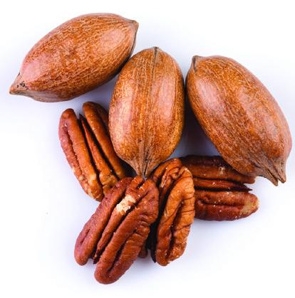 2024 San Saba Pecan Show
