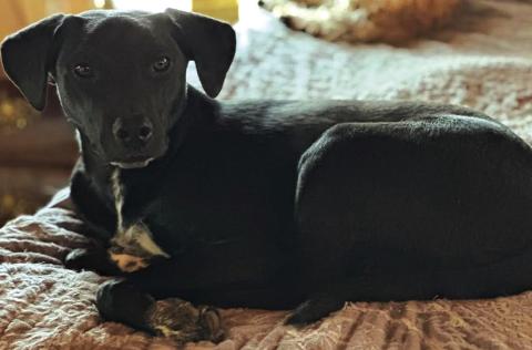 Cole - Pet of the Week