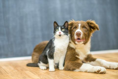 Consider your pets
