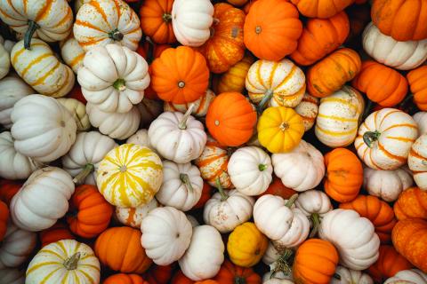 The difference between a fruit and a vegetable is established in how they grow. Laura McKenzie/Texas A&M Division of Marketing & Communications