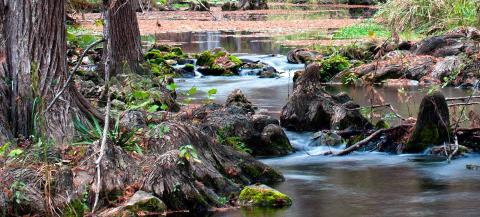 Take a guided hike along the pristine Honey Creek.